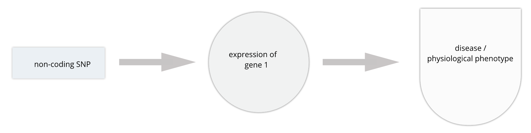 GWAS variants such as SNPs are often in non-coding regions of the genome, indicating that they regulate gene expression. Here a non-coding SNP influences expression of a gene, which in turn affects a disease phenotype or other outcome of interest.